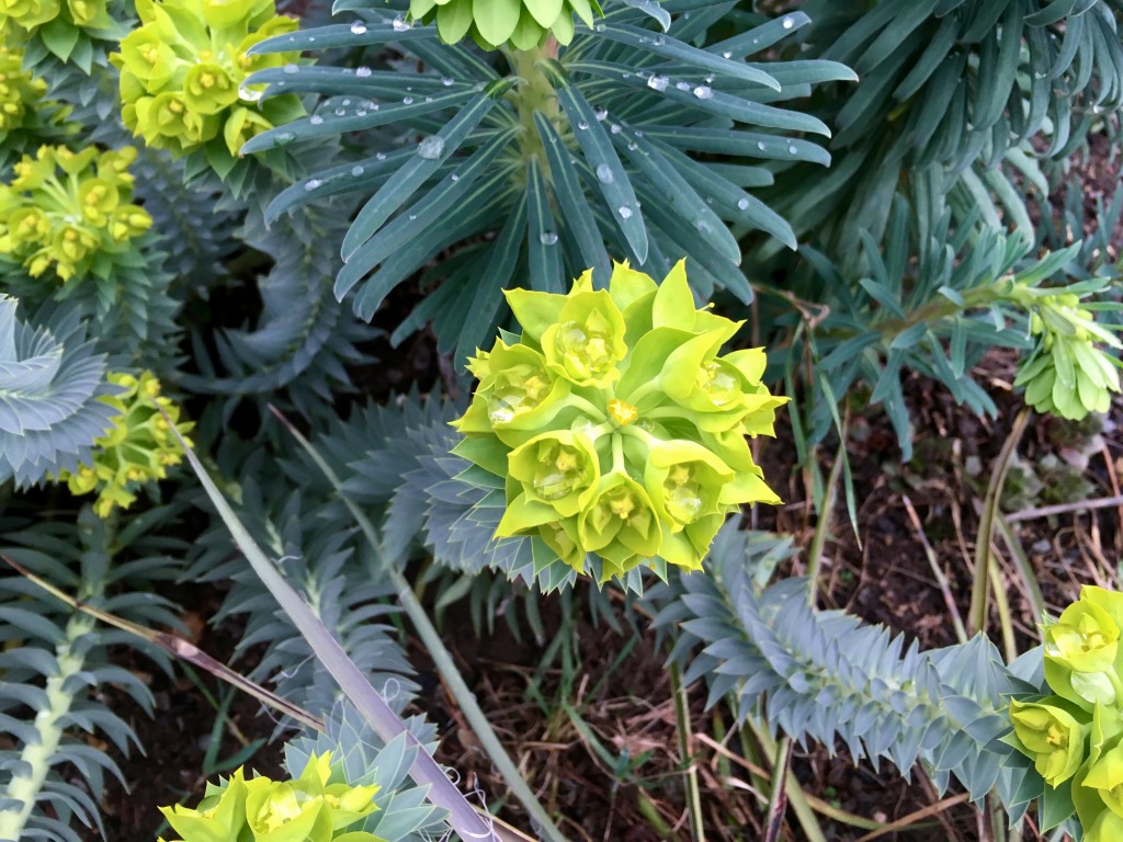 to Spurge or not to Spurge - Plant Lust