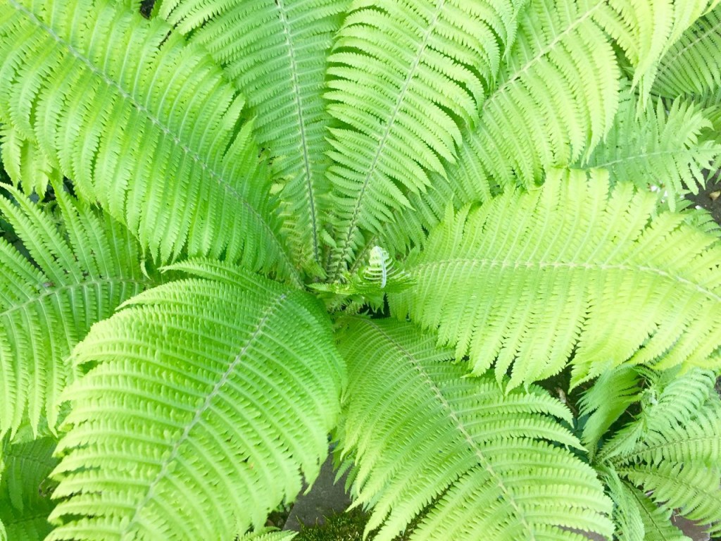 ostrich fern