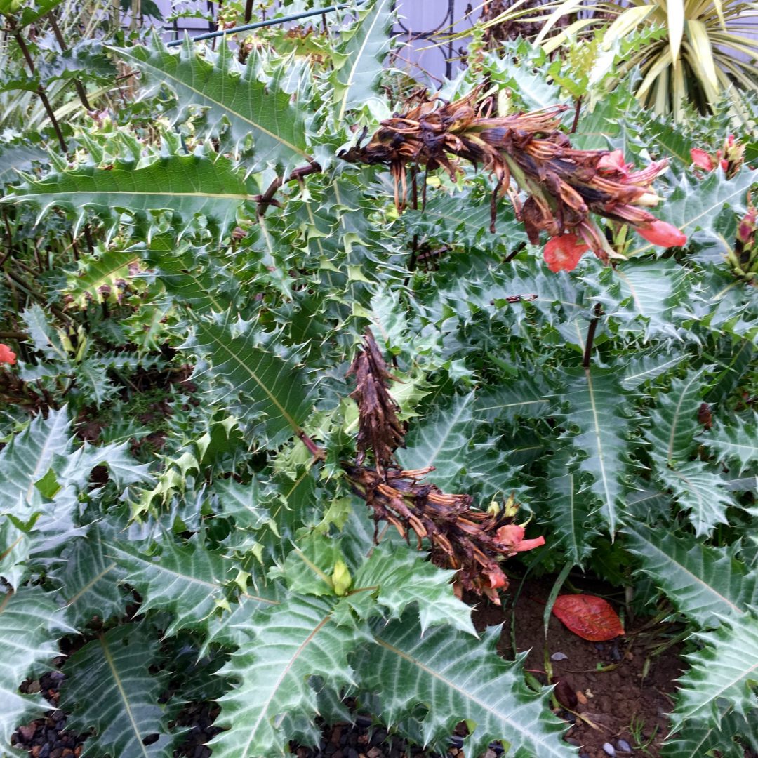 img_3518 Plant Lust