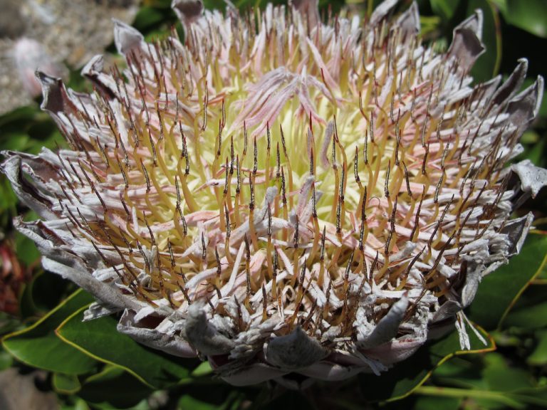 protea-cynaroides-by-megan-hansen