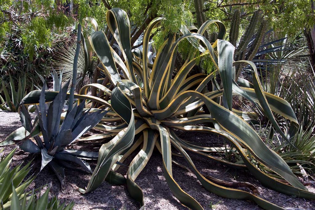 a sampling from Huntington Gardens part 1 Plant Lust