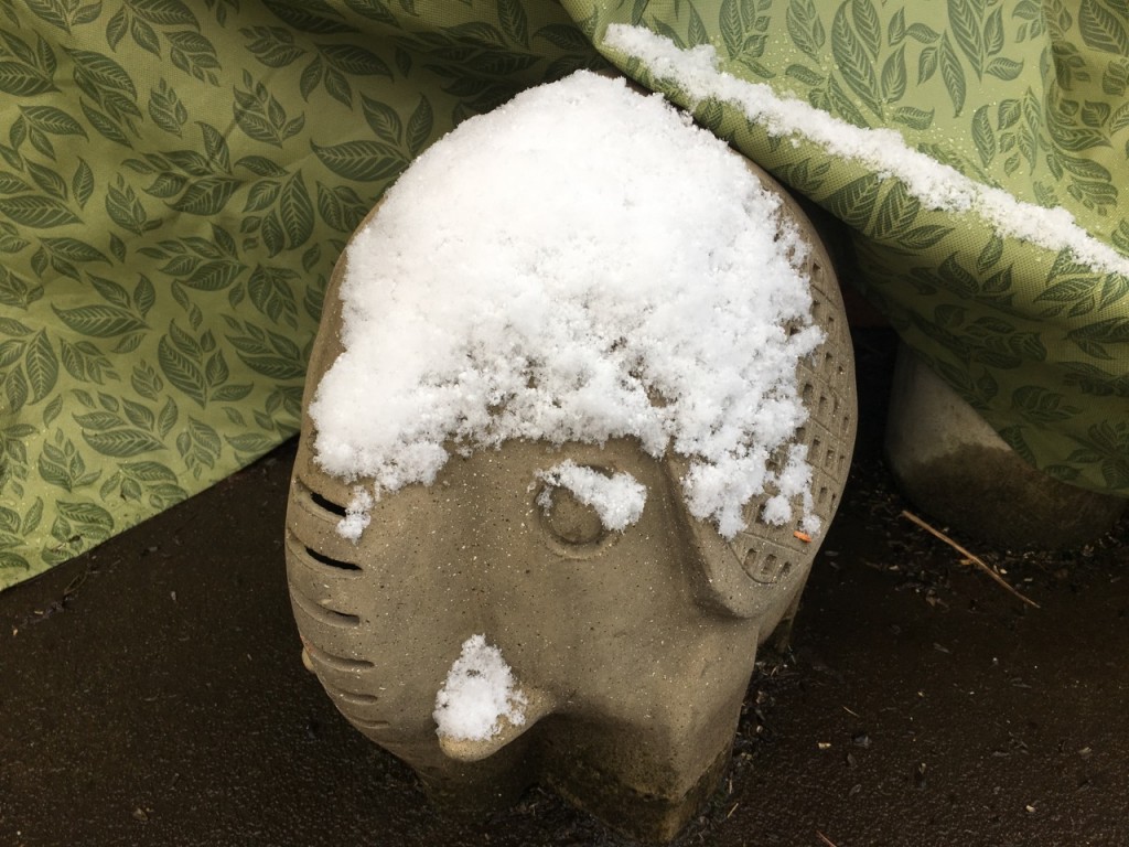 Apparently NOT Spring - Plant Lust