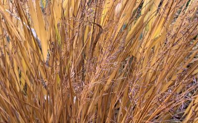 Happy Thanksgiving Gardeners