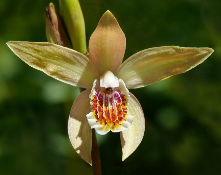 Bletilla ochracea by J.G. in SF
