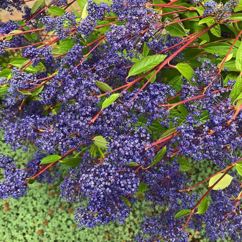 Scoping out the new Cistus Nursery fall 2020 catalog Plant Lust