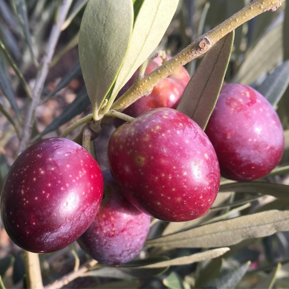 Scoping out the new Cistus Nursery fall 2020 catalog Plant Lust