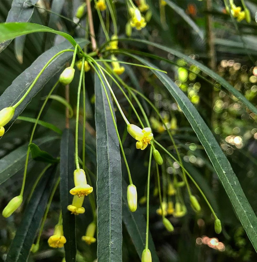 Scoping out the new Cistus Nursery fall 2020 catalog Plant Lust