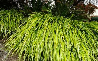 Favorite Groundcovers to Plant Now