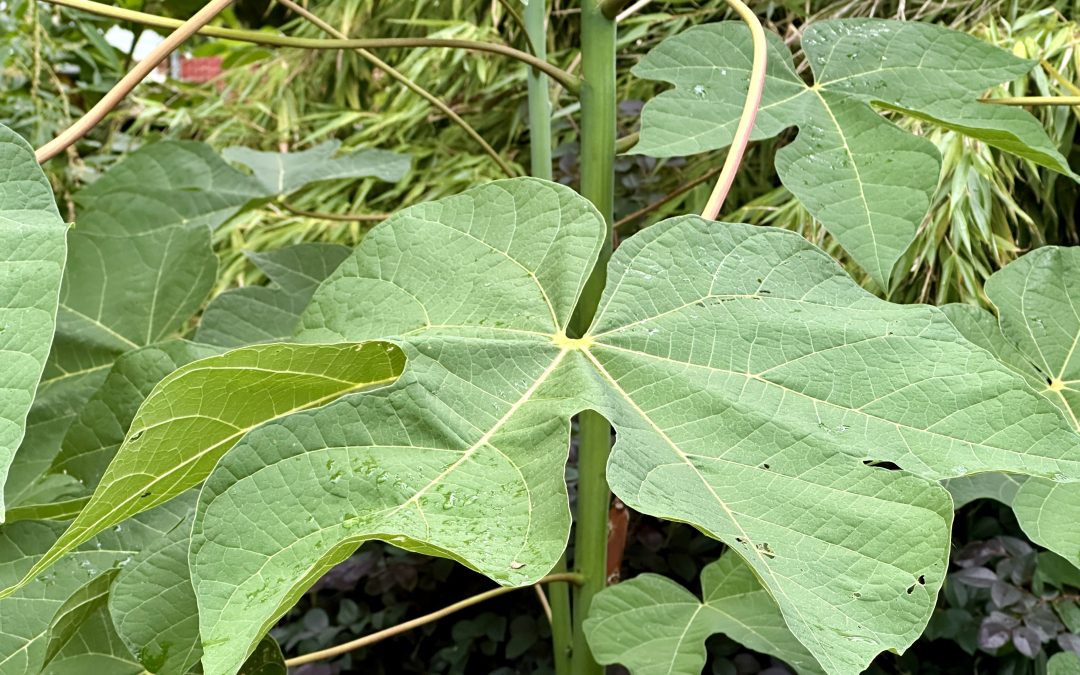 Firmiana simplex aka Chinese Parasol Tree