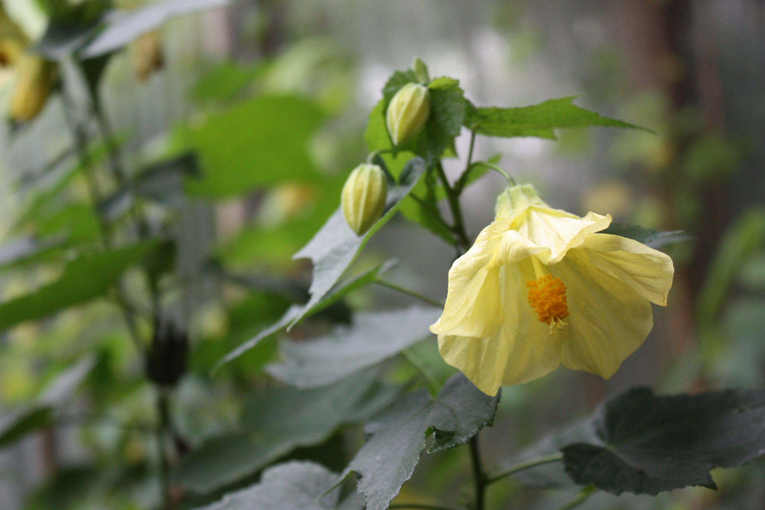 Butter yellow flowers and flower buds on abutilon 'Chiffon'
