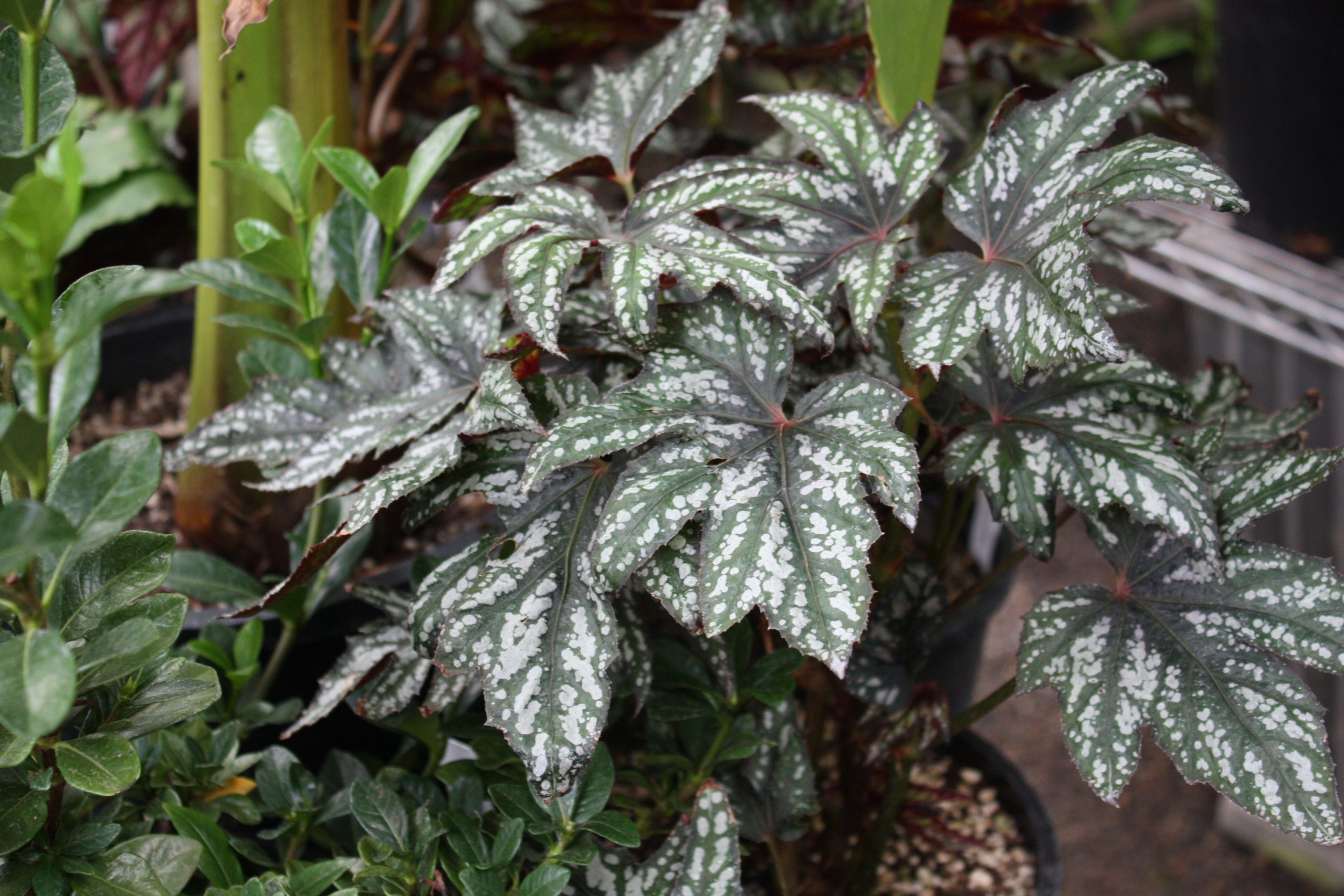 Large oak-leaf shaped leaves in grey and dark green and burgundy on Begonia 'Mr.O'Flaherty' in a pot.