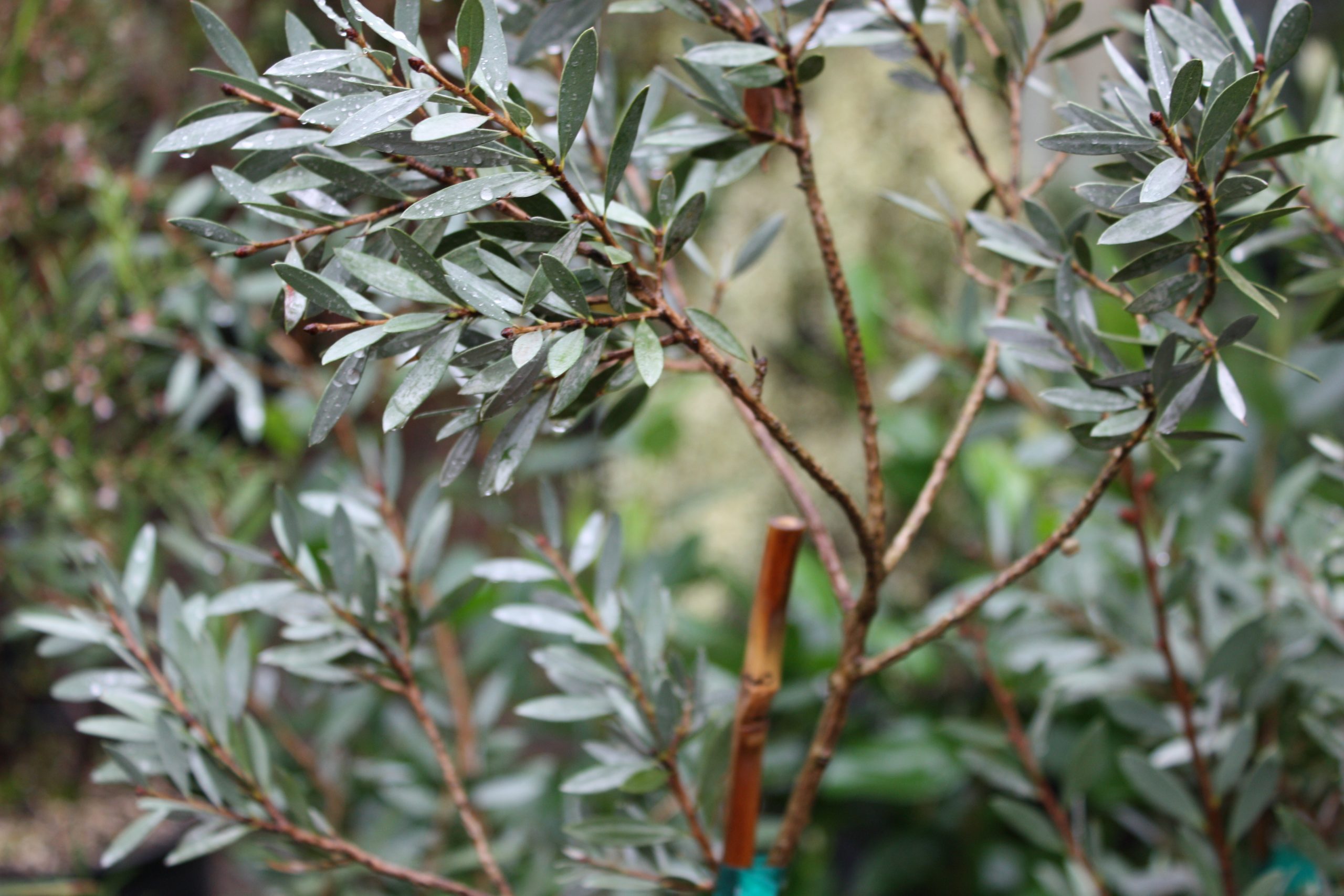 Fine-leaved blue foliage and thin reddish branches of Callistemon 'Best Blue'.