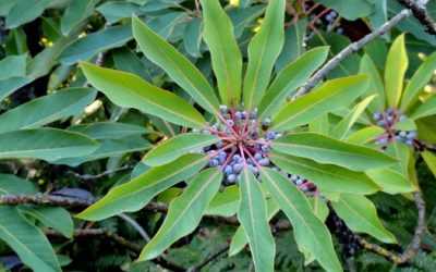 Hardy Plants for Fall Planting–Our Top 5 Picks!