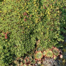 Azorella trifurcata and Sempervivum scampering over the lava rock wall.