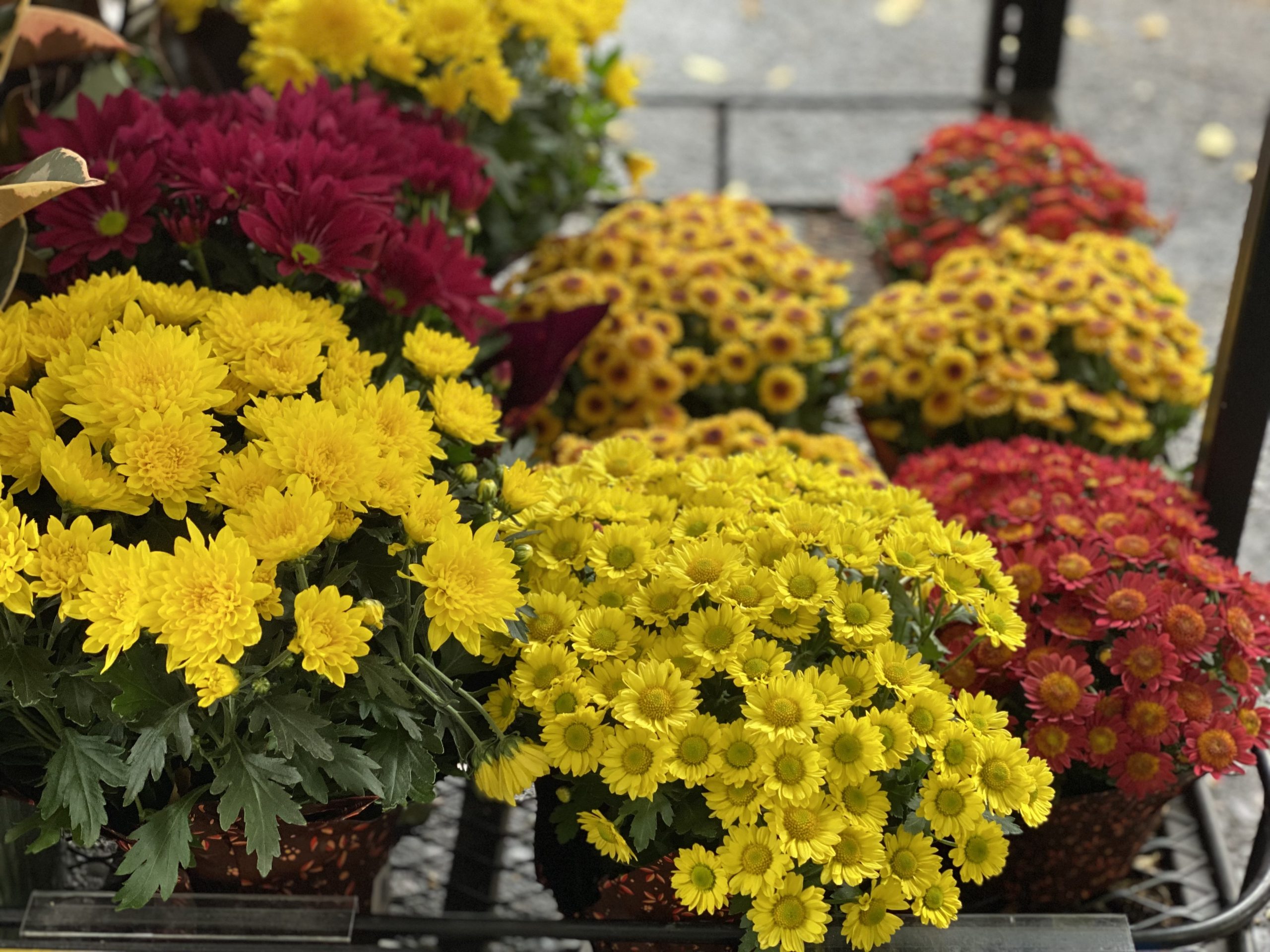 Fall Garden Mums