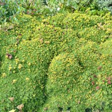 Seriously mat forming Azorella trifurcata. It's springy.