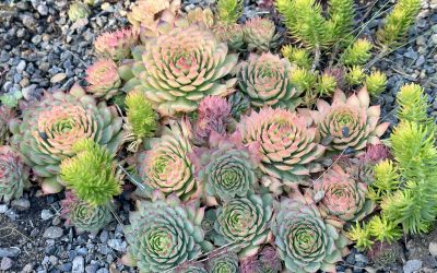 Six Groovy Groundcovers