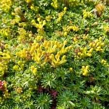 Azorella trifucata and Sempervivums scampering over the lava rock wall.