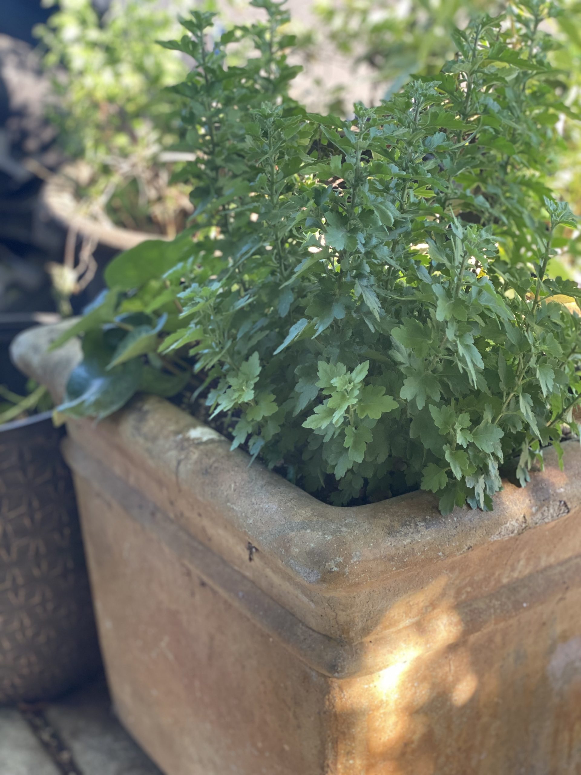 Garden mum plant