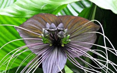 13 plants for a Goth Garden