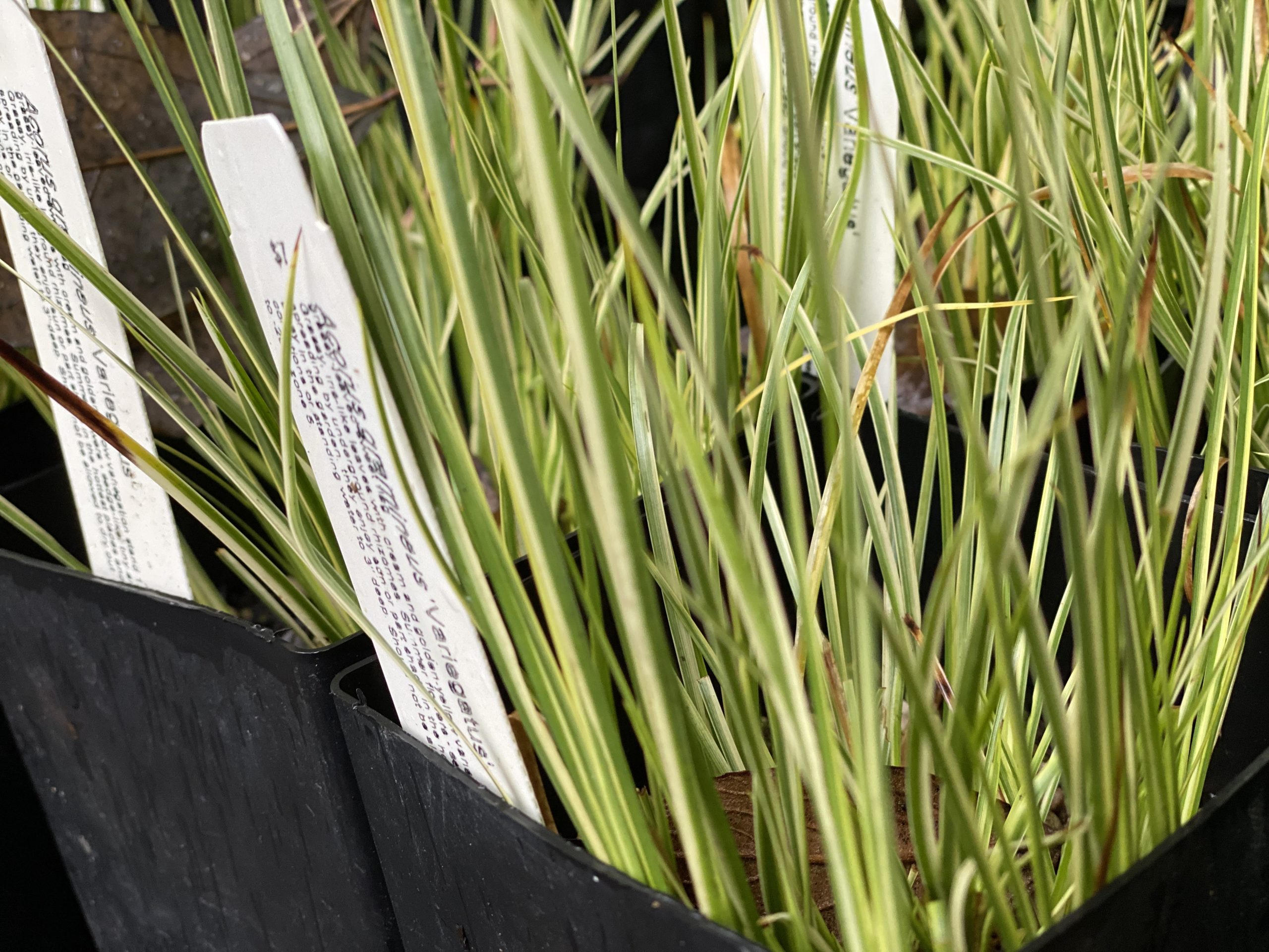 Close-up of thin grassy foliage in variegated chartreuse and dark green.