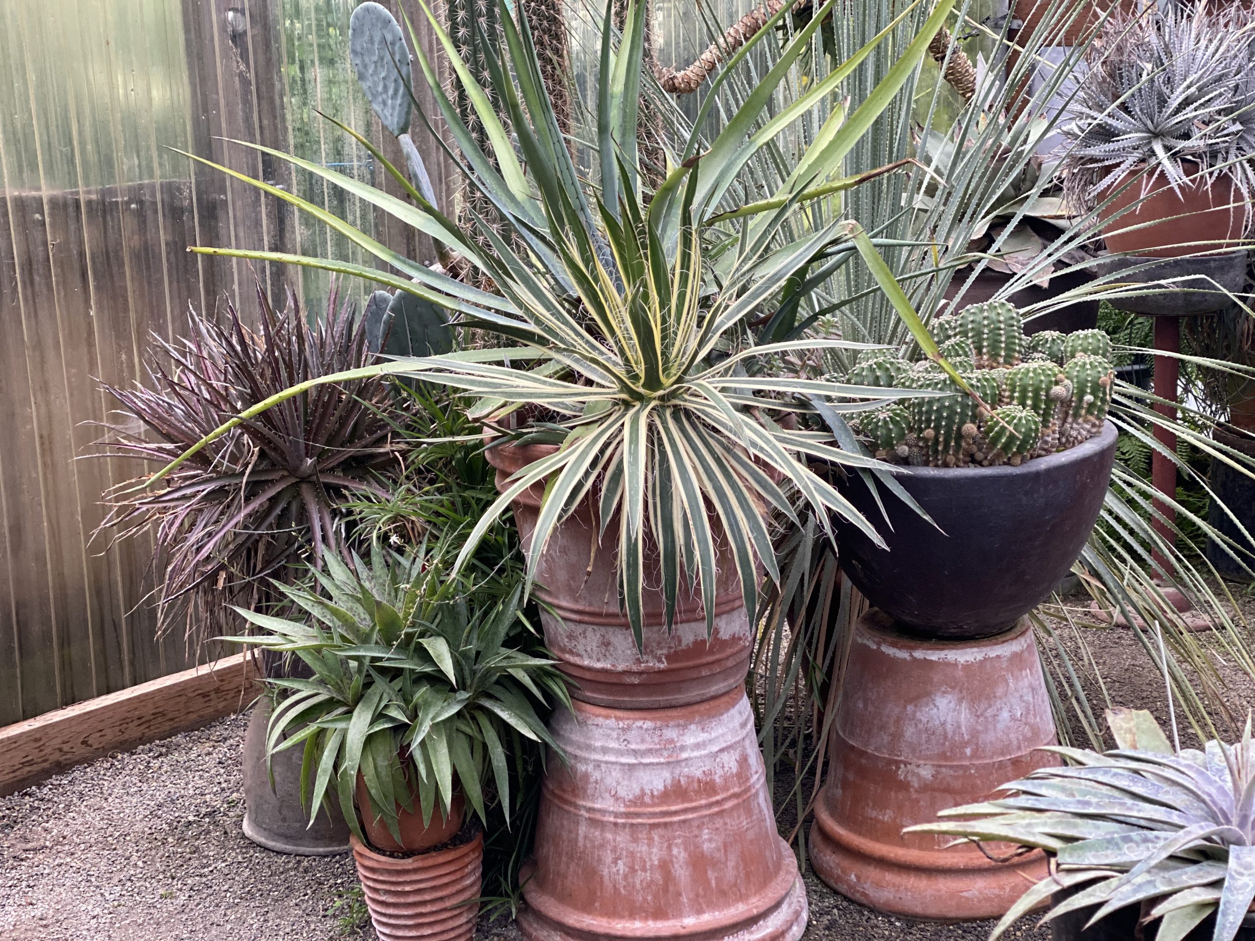 A cluster of aged terracotta pots with a variety of spiky looking desert plants.