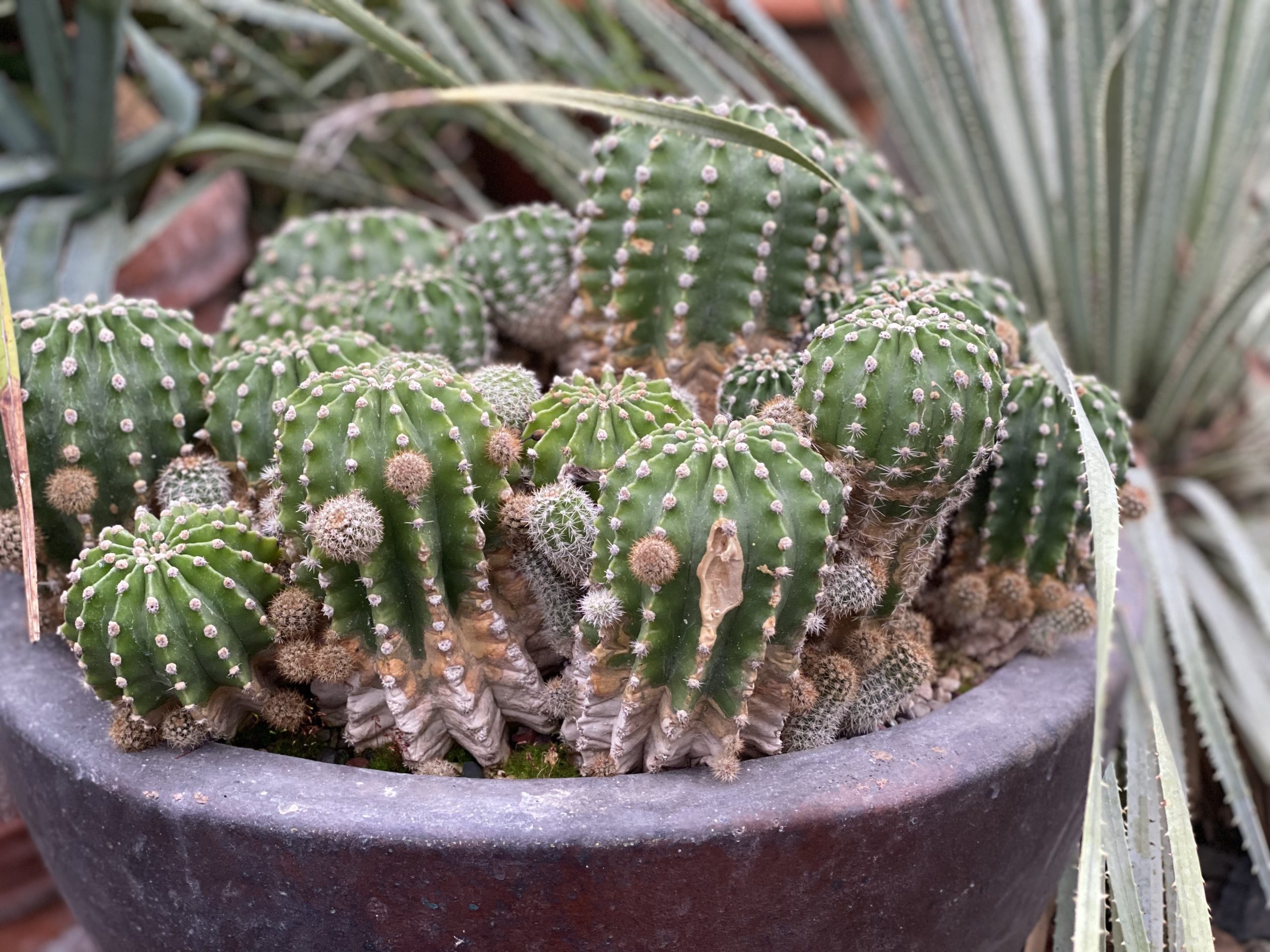 A close-up of a large terra-cotta planter full of small rounded barrel cactus.