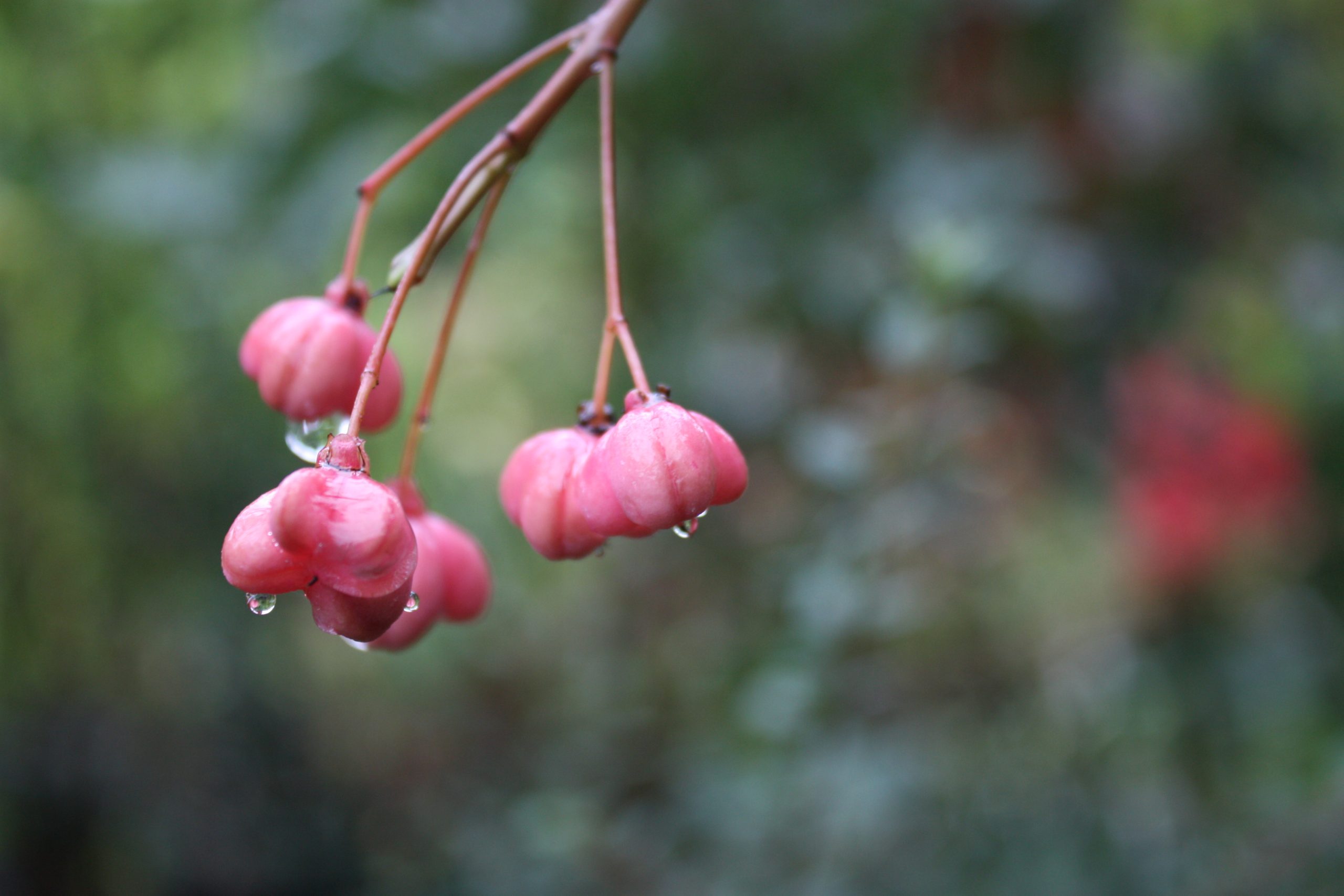 Close-up view of small pendulous pink seed pods hanging on a single branch with rain water droplets dripping off them and a dark green blurred background.