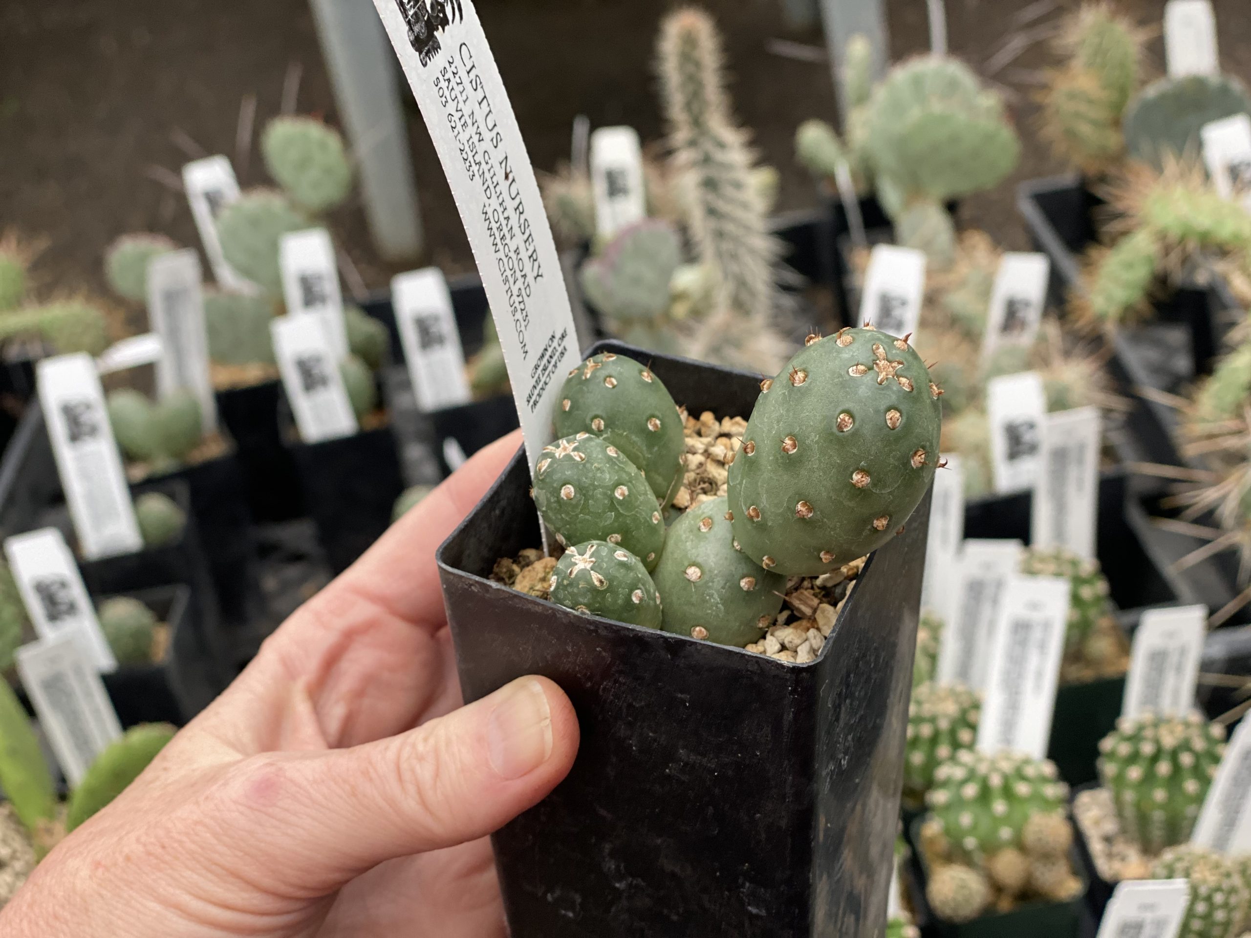A hand holding up a nursery start of a rounded Opuntia cactus in a blue green color with more opuntias seen on a nursery table in the background.
