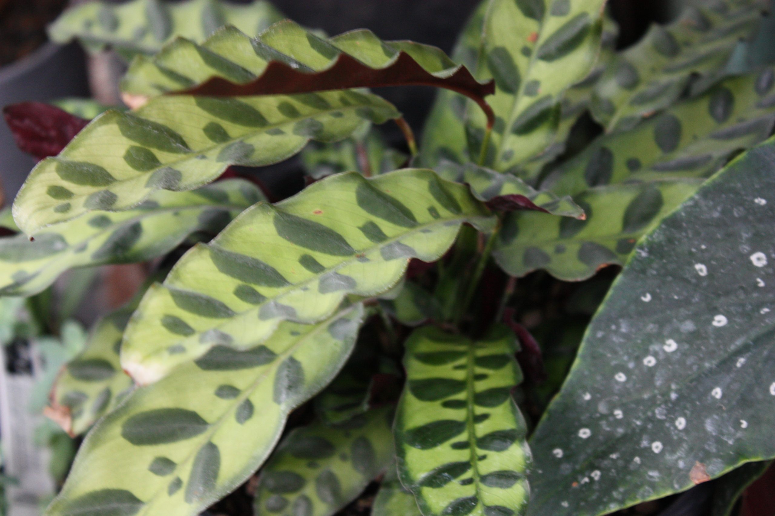 Close-up of long feather-shaped leaves in milky green with dark green spots that look hand-painted.