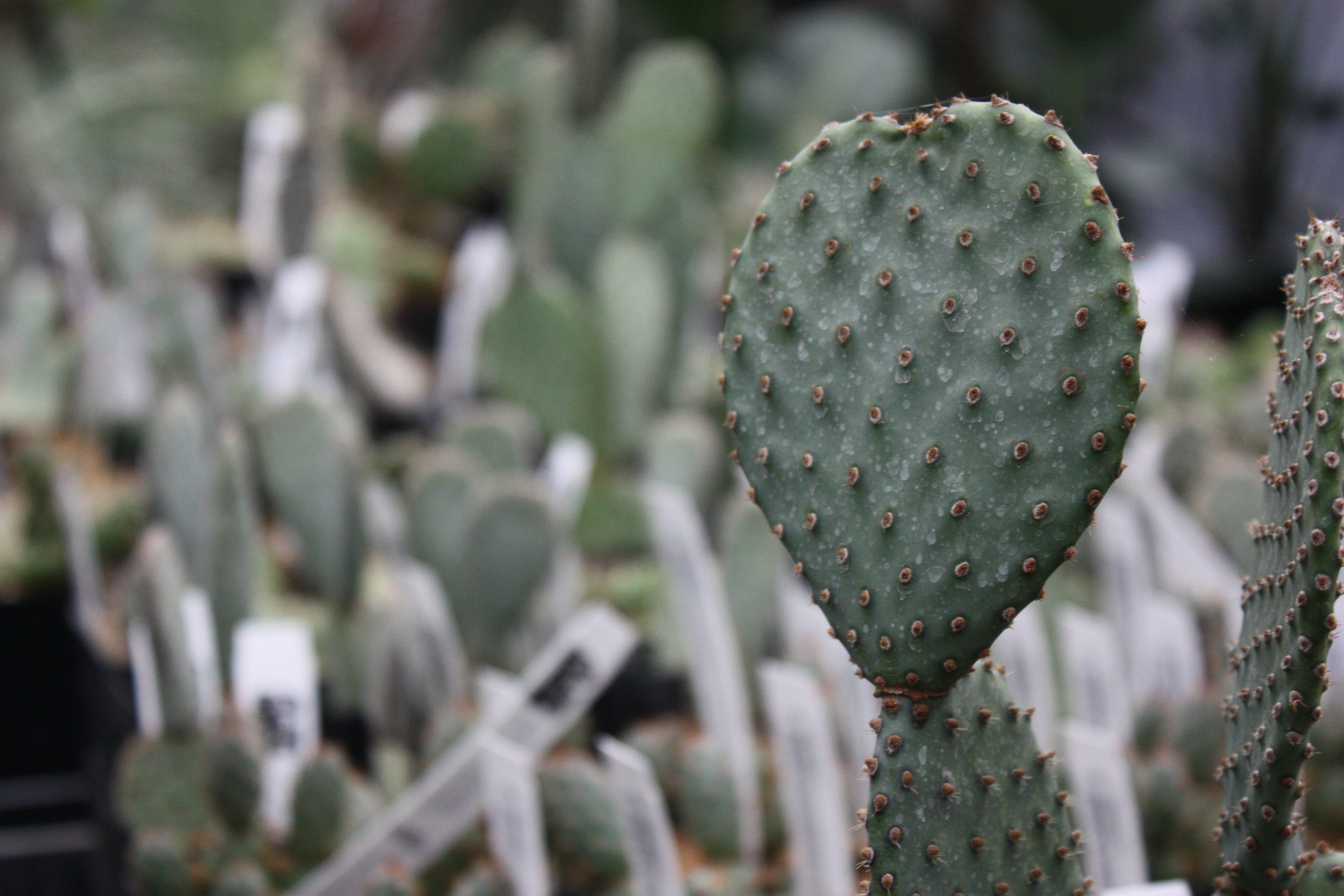 Close-up of paddle leaves on a cactus plant with many more cactus nursery starts in the background.