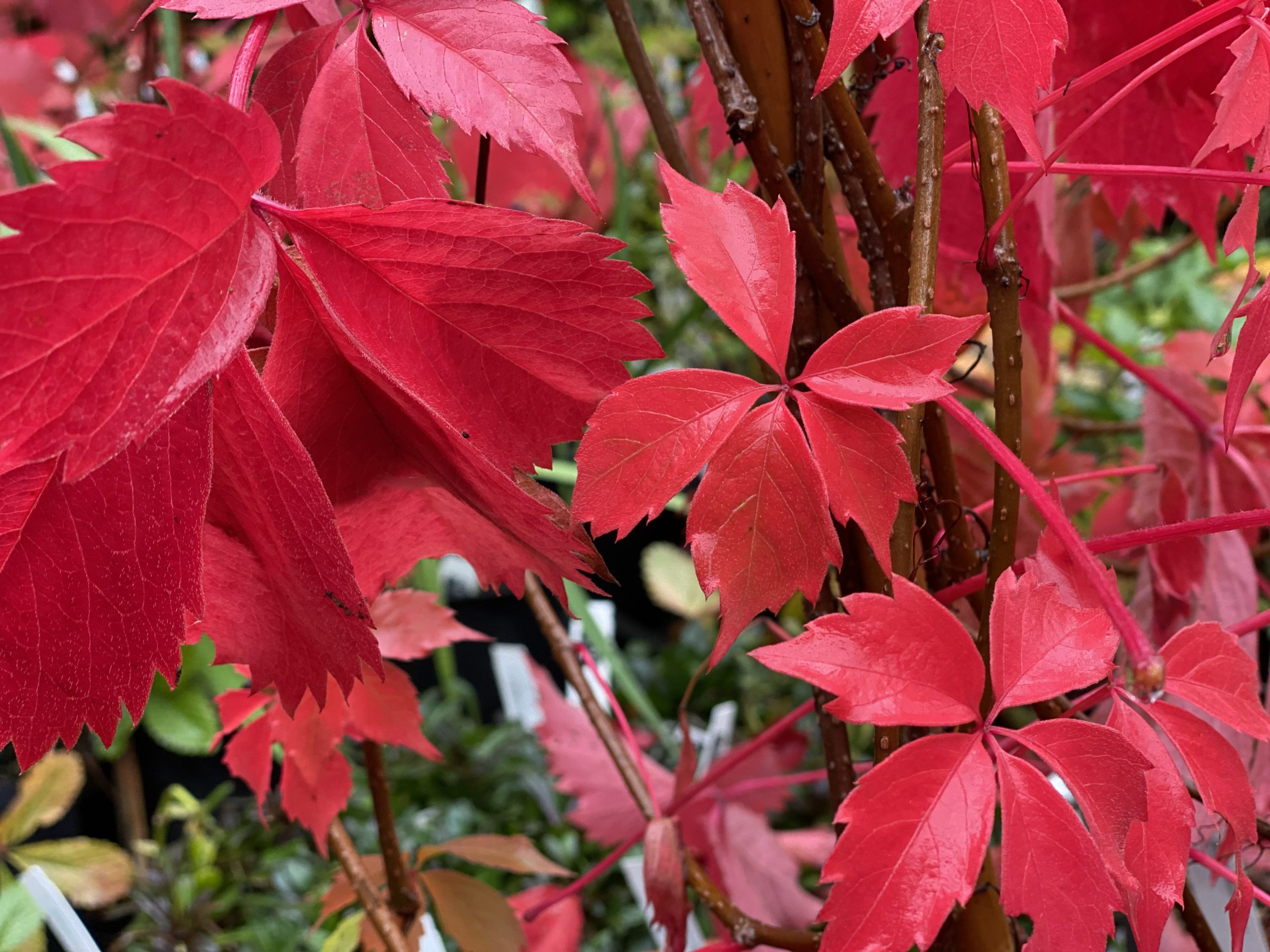 Bright pinkish red serrated leaves on thin branches.