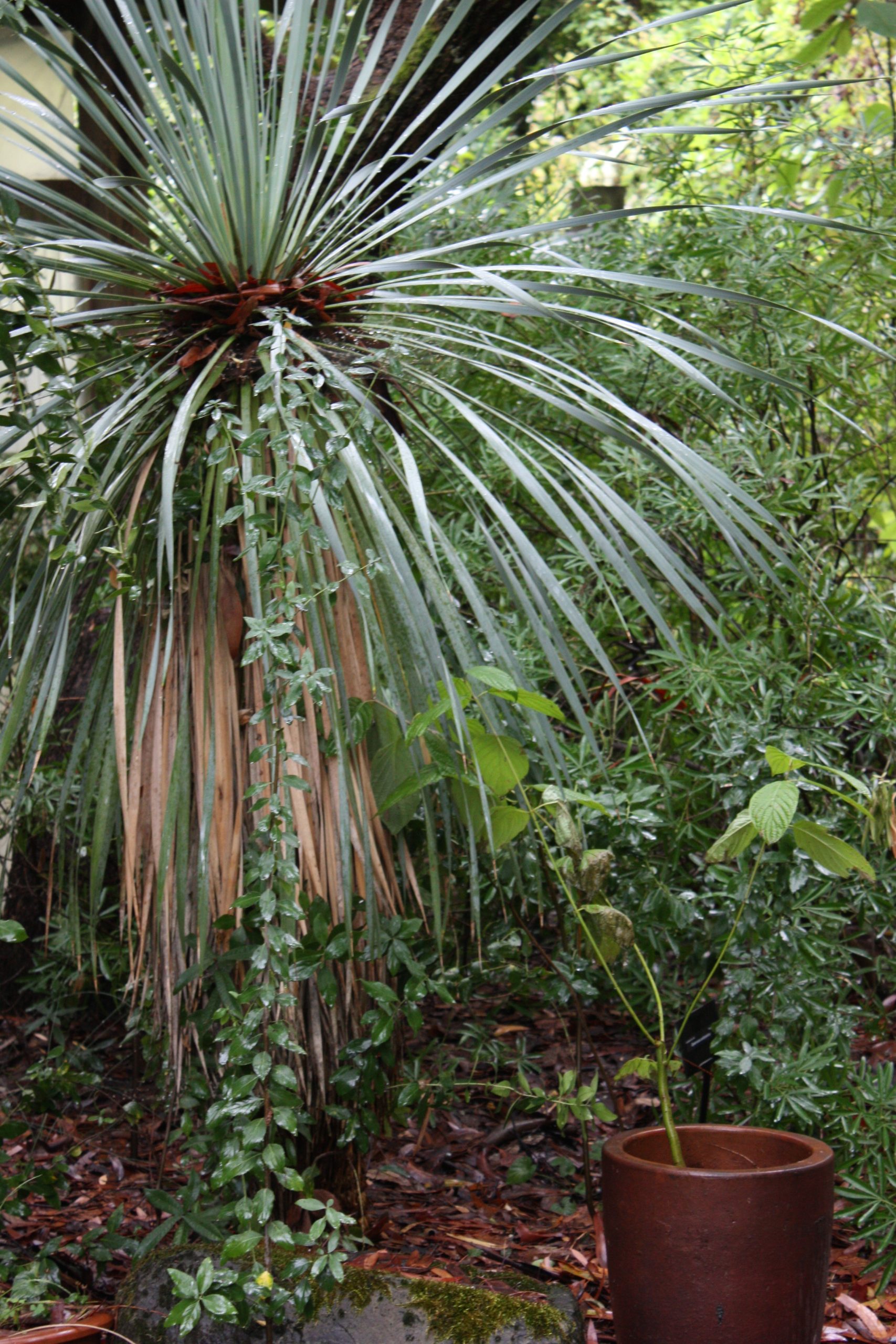 A mature trunked yucca rostrata in a display garden featuring grey foliage