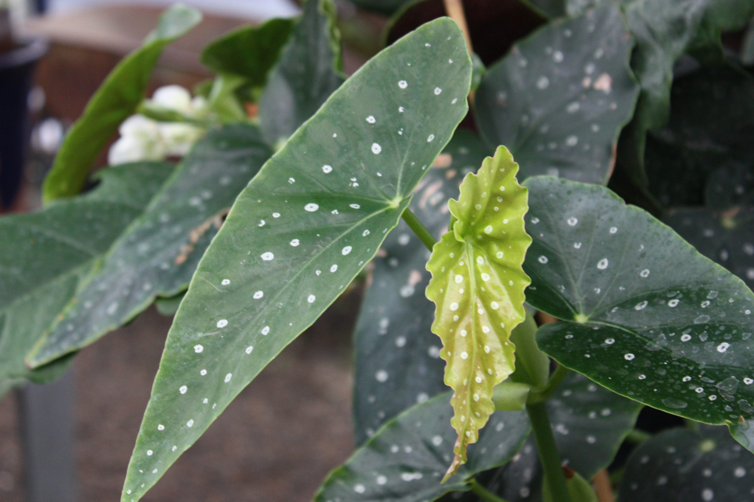 A close-up of dark green and emerging chartreuse lancet-shaped leaves of a houseplant covered in white polka dots.