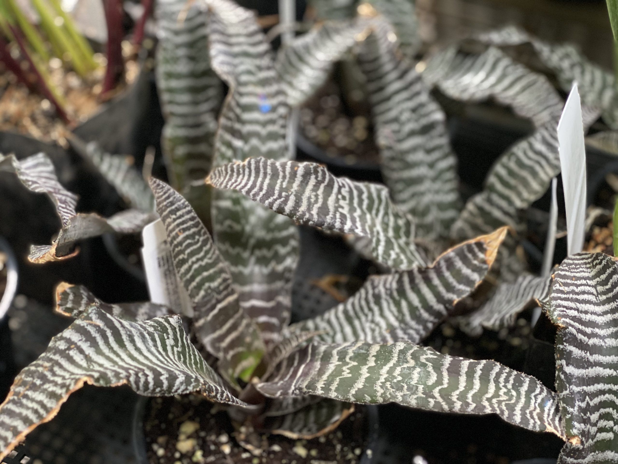 Close up view of the strikingly white and dark green Zebra or Zebrinus variety of Cryptanthus.