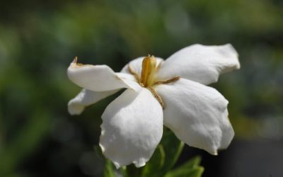 Big planting project? Plants with large quantities available