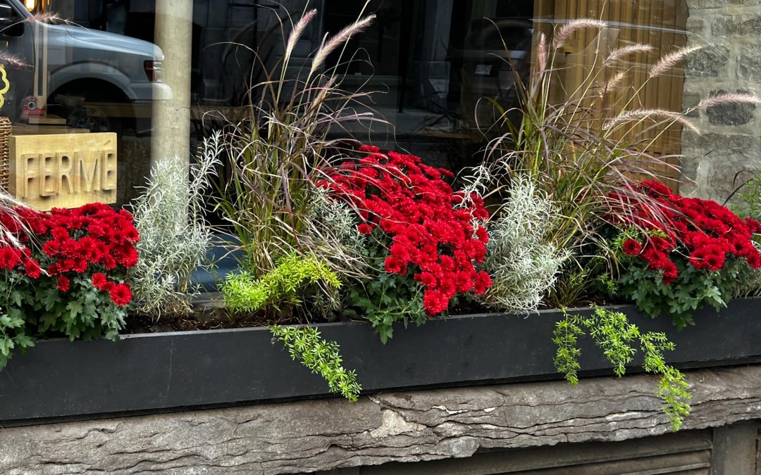 red chrysanthemums, purple feather grass, green foxtail ferns, and silvery artemesia in a montreal shop window