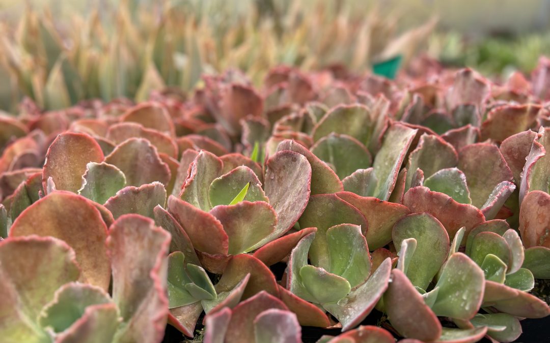 Shop plants with large quantities available – October 13, 2023