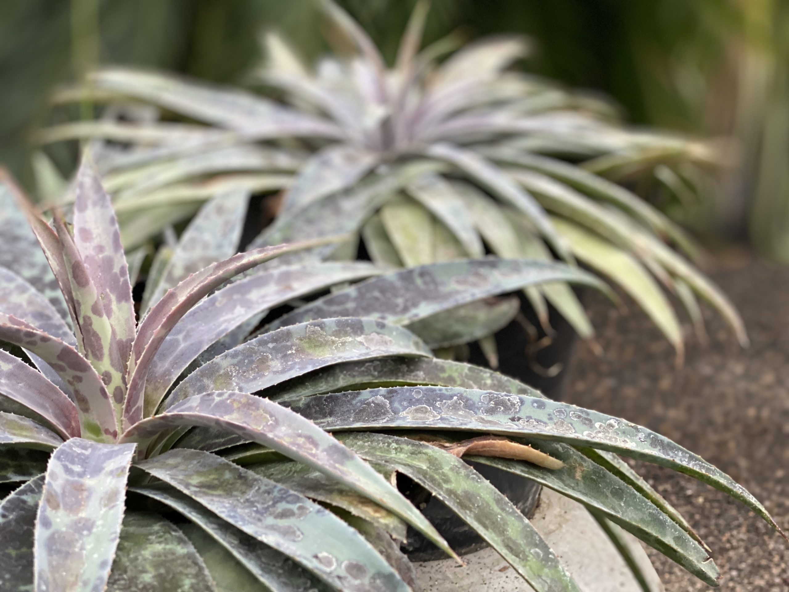 Two Mangave 'Moonglow' plants in ceraminc pots showing pale grey green leaves dotted with burgundy.