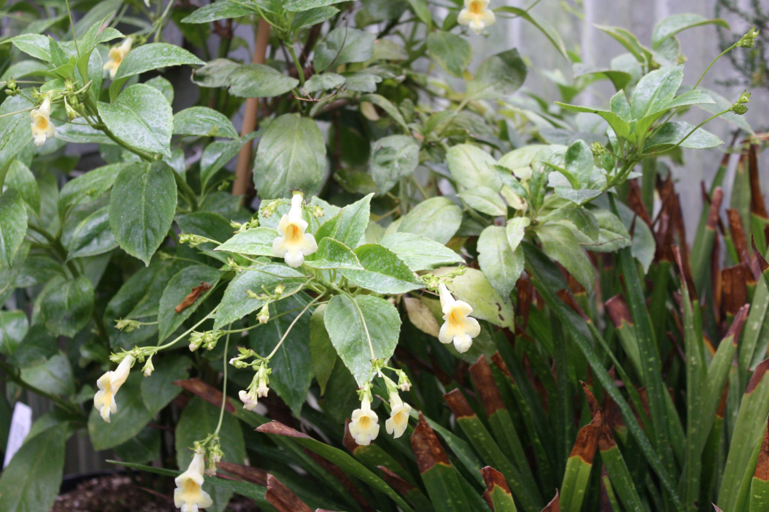 Yellow flowering Lysionotus Pudding vine.