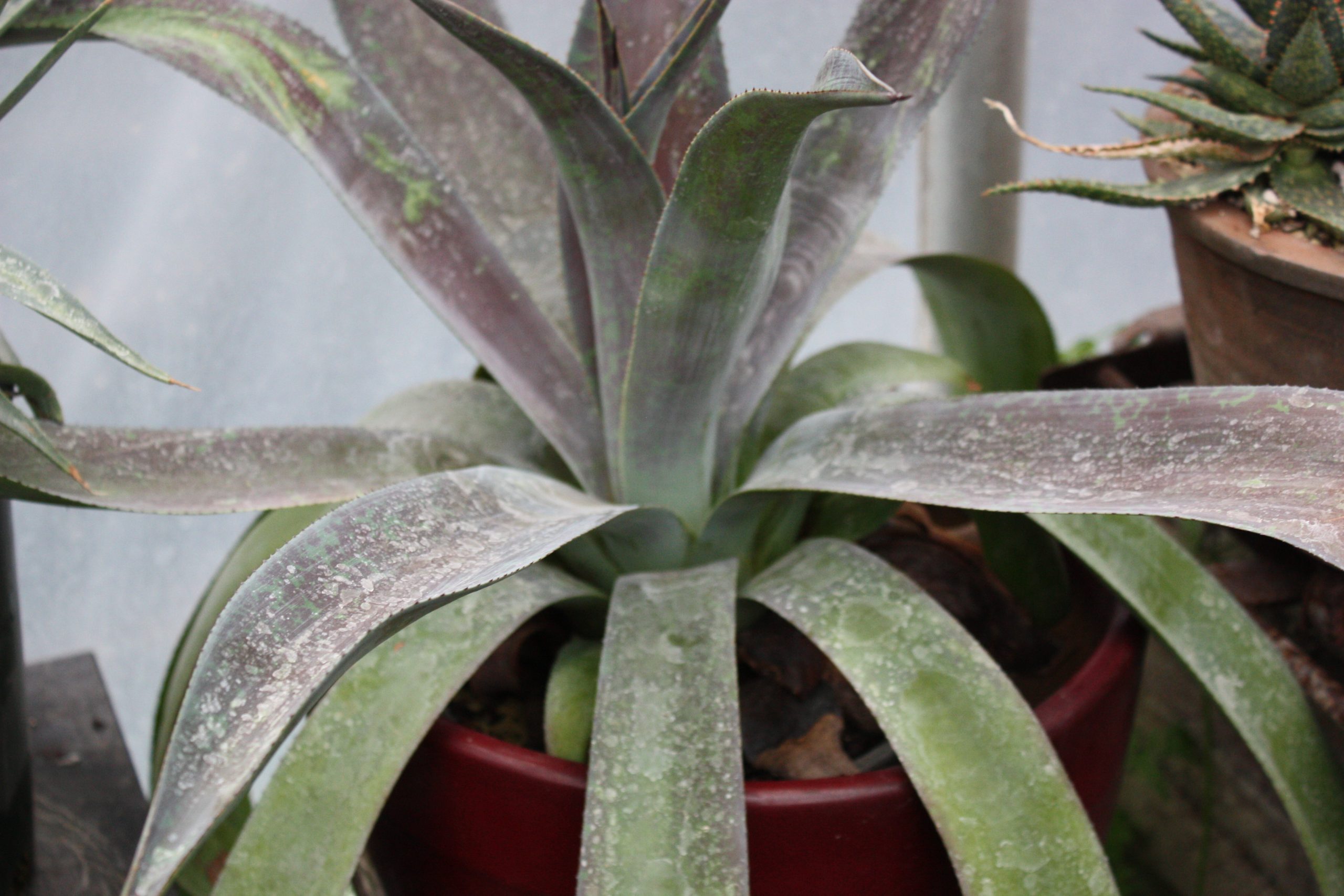 Lancet shaped grey leaves splashed with shades of dusty wine on Mangave 'Mission to Mars' in terra cotta pot at Cistus Nursery.