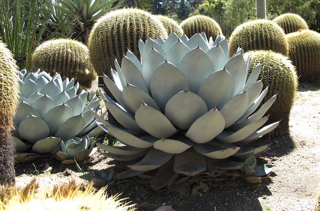 New nursery alert: 7 hot landscape succulents from Dry Oasis Plants