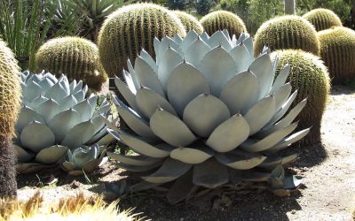 New nursery alert: 7 hot landscape succulents from Dry Oasis Plants
