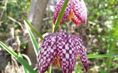 Spring Scheming–Unusual flower bulbs from Secret Garden Growers