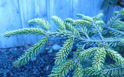 Winter Greenery