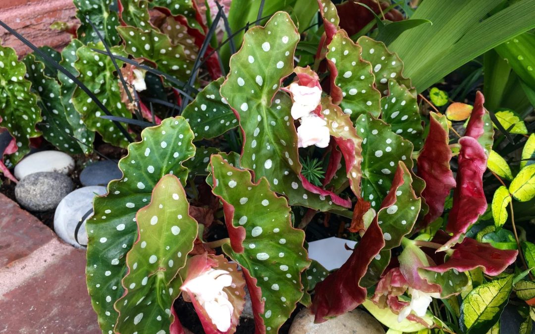 Dotty Delights: Discovering the Charm of Spotted Plants