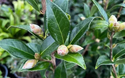 Spring garden splendor: 10 delightful plants to brighten rainy days