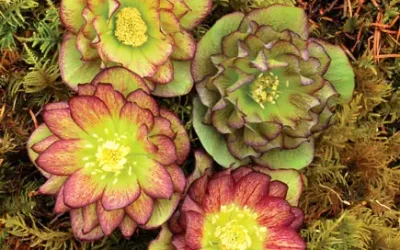 Winter Jewels Series Hellebores