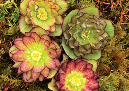 Winter Jewels Series Hellebores