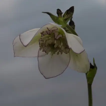Close up of single nodding white flower edged in pink.